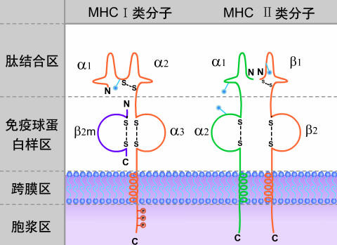 开云体育app-hlab27阳性一定是强直性脊柱炎吗
